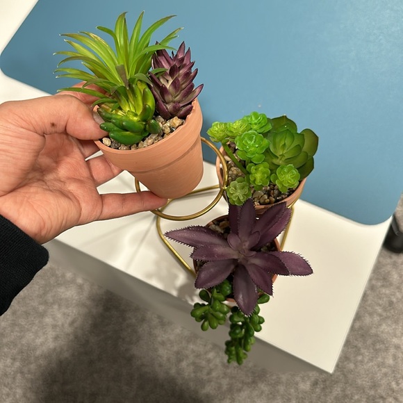 Mini Succulent Plant Set with Stand - Picture 6 of 6